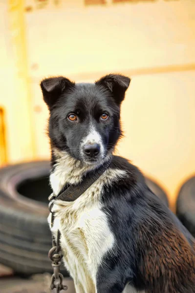 Cane Bianco Nero Sulla Catena Guardia — Foto Stock