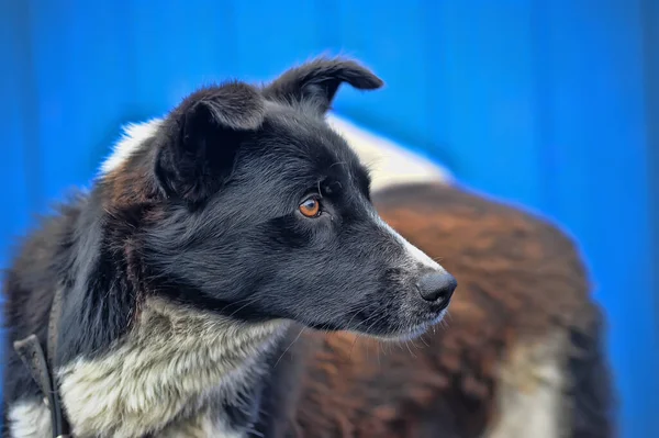 Schwarzer Und Weißer Hund Auf Wache — Stockfoto