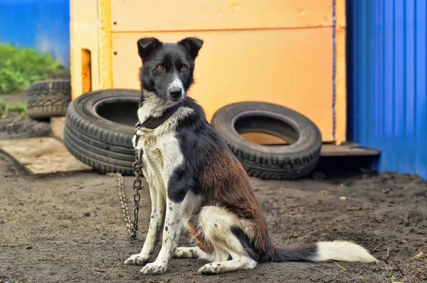 ガードチェーン上の黒と白の犬 — ストック写真