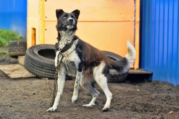 ガードチェーン上の黒と白の犬 — ストック写真