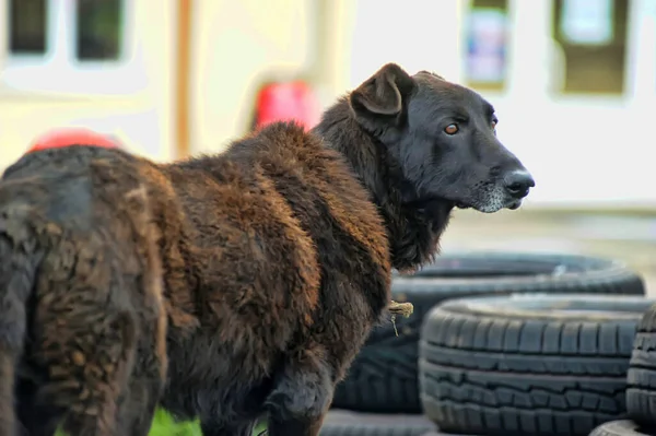 Черная Собака Дворняга Цепи Стенда Охранников — стоковое фото
