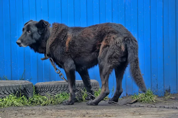 Czarny Pies Kundel Łańcuchu Straży Budki — Zdjęcie stockowe