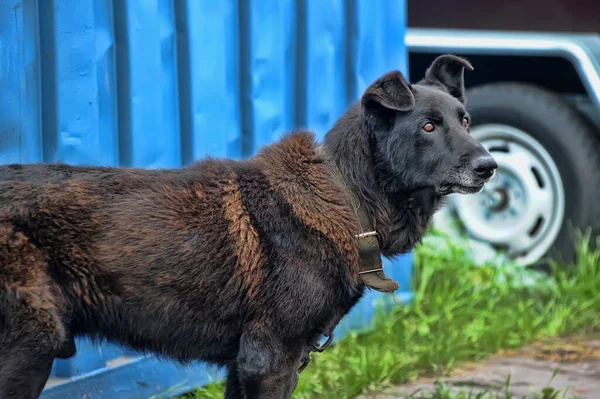ブースガードのチェーン上の黒い犬のモングレル — ストック写真