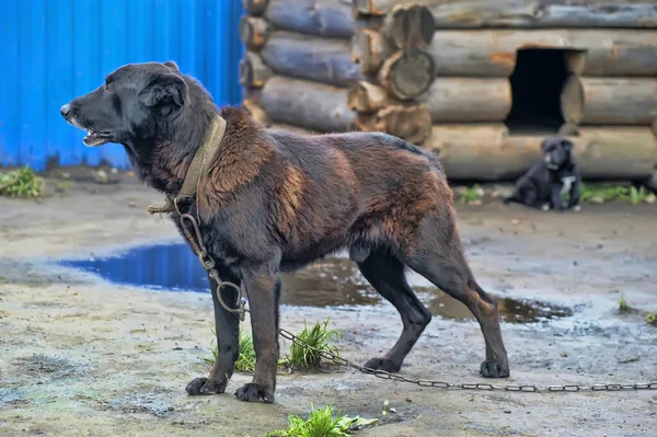 Cão Preto Mgrel Uma Cadeia Perto Cabine Pequeno Cachorro Perto — Fotografia de Stock