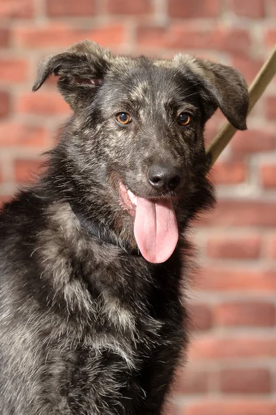 Cão Mestiço Marrom Estúdio — Fotografia de Stock