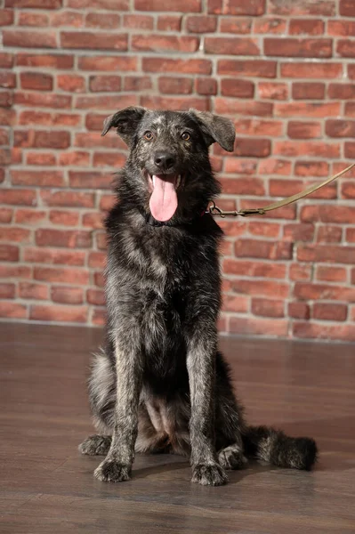 Cão Mestiço Marrom Estúdio — Fotografia de Stock