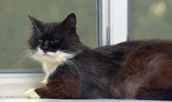 黑白相间的毛茸茸的猫 — 图库照片