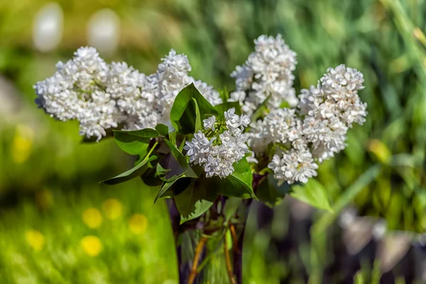 庭の花瓶の中の白いライラック — ストック写真