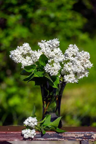 Weißer Flieder Einer Vase Garten — Stockfoto