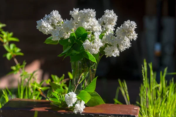 Lilás Branco Vaso Jardim — Fotografia de Stock