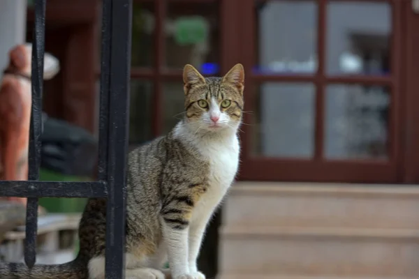 Herrelösa Katter Gatan Turkiet — Stockfoto