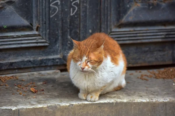 Herrelösa Katter Gatan Turkiet — Stockfoto