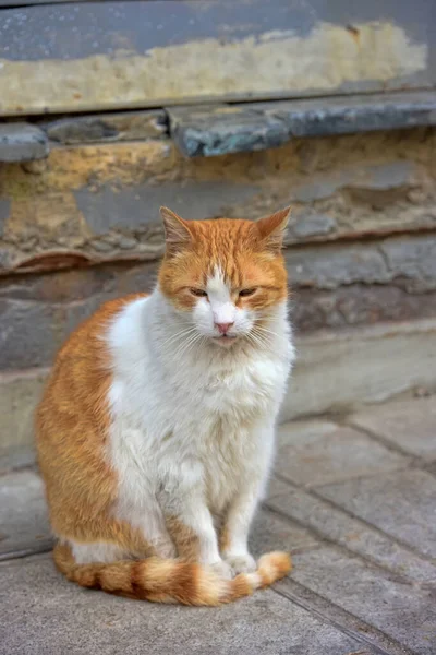 Toulavé Kočky Ulici Turecku — Stock fotografie
