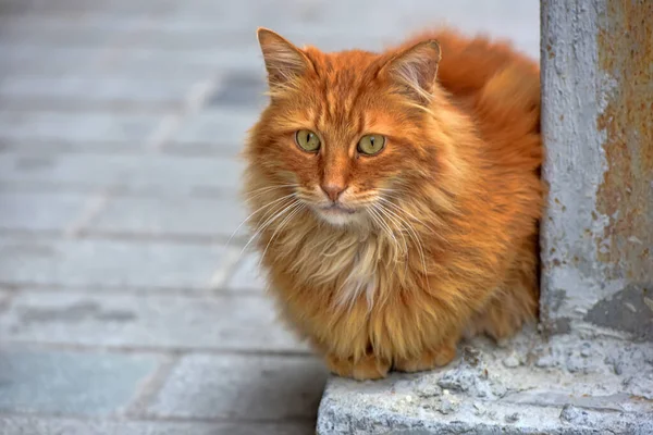 Chats Errants Dans Rue Turquie — Photo