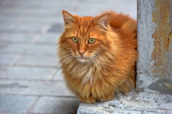 Бездомные Кошки Улице Турции — стоковое фото