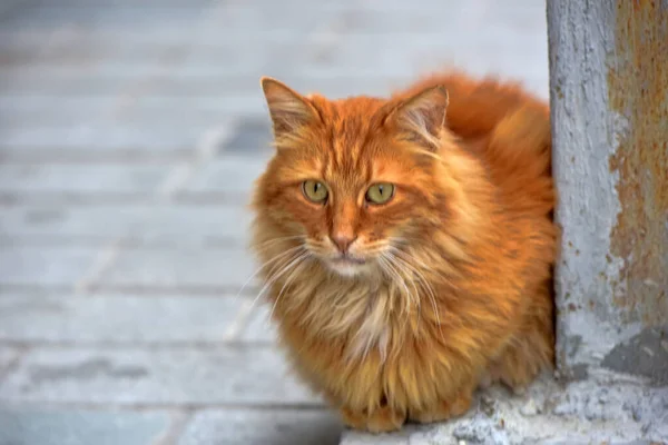 野良猫がトルコの路上で — ストック写真