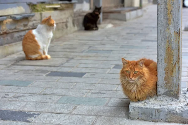 Streunende Katzen Auf Der Straße Der Türkei — Stockfoto
