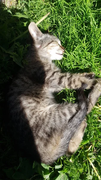 Stray Kitten Grass — Stock Photo, Image