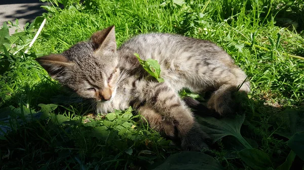 草の中の野良子猫 — ストック写真