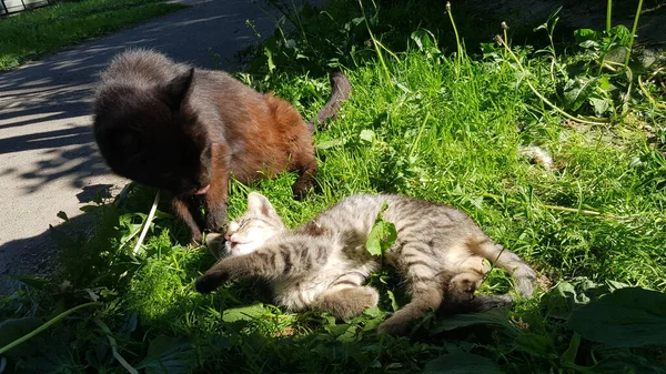 Hajléktalan Macska Egy Kiscicával Fűben — Stock Fotó