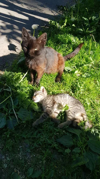 Çimlerde Kedisi Olan Evsiz Bir Kedi — Stok fotoğraf