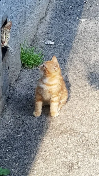 Little Red Homeless Kitten Street — Stock Photo, Image