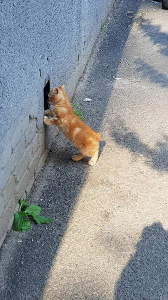 Küçük Kırmızı Evsiz Kedi Sokakta — Stok fotoğraf