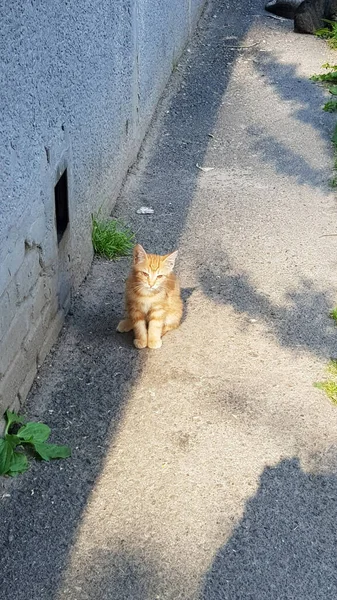 Kleines Rotes Obdachloses Kätzchen Auf Der Straße — Stockfoto