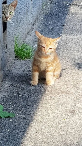 街上的小红猫 — 图库照片