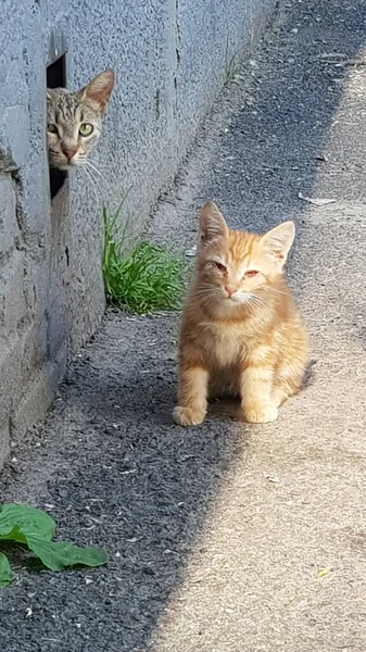 Pequeño Rojo Sin Hogar Gatito Calle —  Fotos de Stock