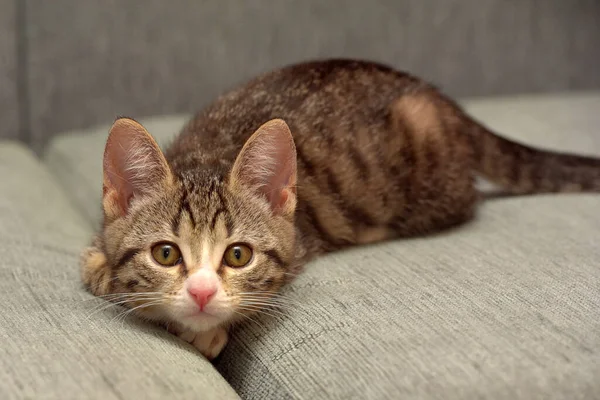 Little Cute Striped Kitten Plays Sofa — Stock Photo, Image