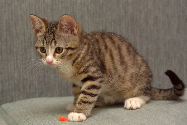 Pequeño Lindo Rayas Gatito Juega Sofá —  Fotos de Stock