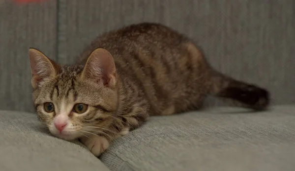 Küçük Çizgili Kedi Yavrusu Kanepede Oynuyor — Stok fotoğraf