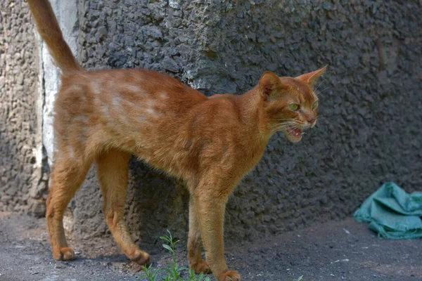 Red homeless skinny abyssinian cat