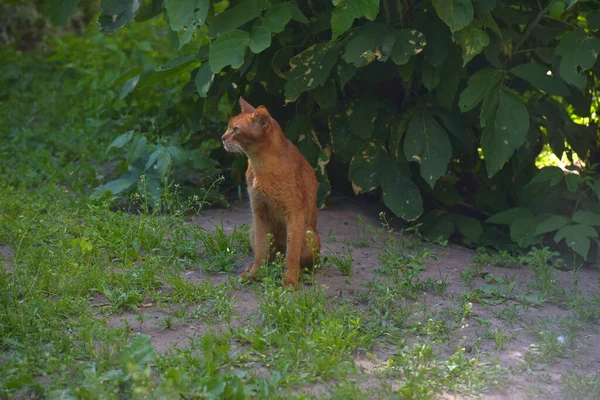 Rote Obdachlose Magere Abyssinische Katze — Stockfoto