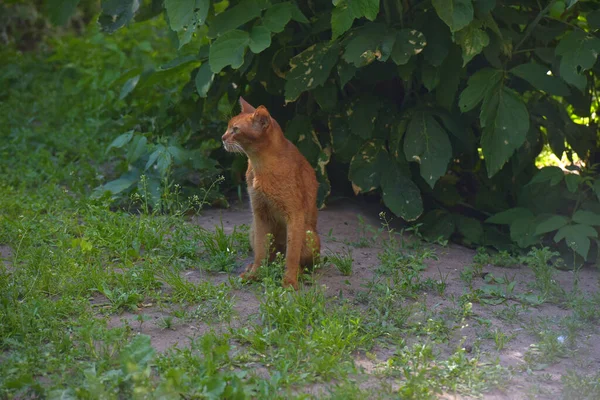 Red homeless skinny abyssinian cat