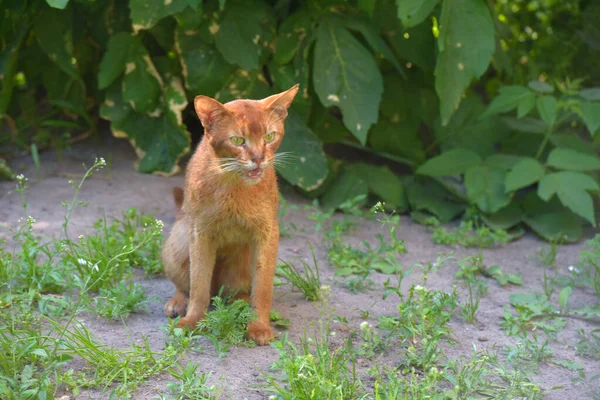 Red homeless skinny abyssinian cat