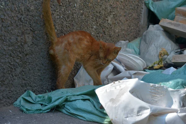 Красный Бездомный Тощий Абиссинский Кот — стоковое фото