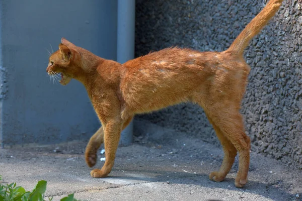Röd Hemlös Mager Abyssinian Katt — Stockfoto
