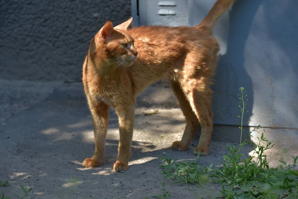 Rojo Sin Hogar Flaco Abisinio Gato —  Fotos de Stock