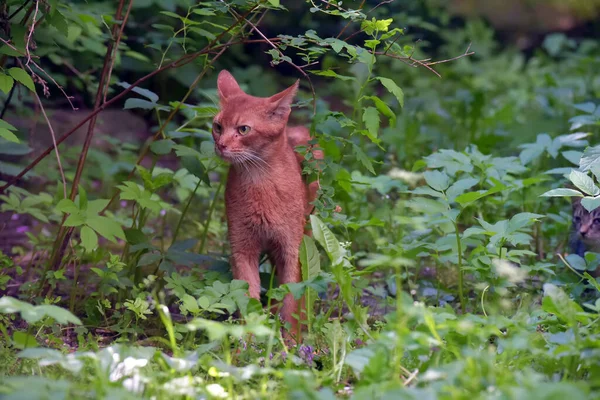 Czerwony Bezdomny Chudy Kot Abyssinian — Zdjęcie stockowe