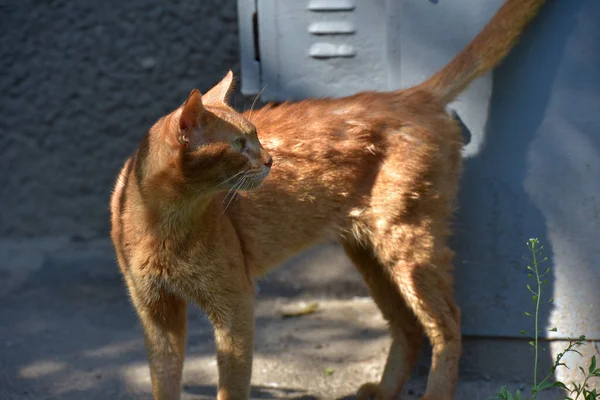 Red homeless skinny abyssinian cat