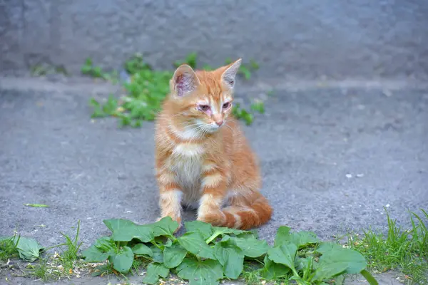 Sem Teto Doente Com Fome Gatinho Vermelho — Fotografia de Stock