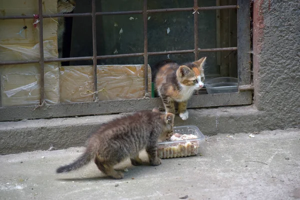 空腹のホームレスの子猫が路上で食べます — ストック写真