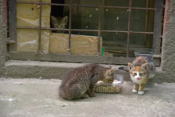 Голодные Бездомные Котята Едят Улице — стоковое фото