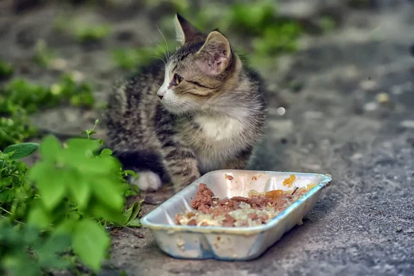 Pequeño Rayas Sin Hogar Gatito Calle — Foto de Stock