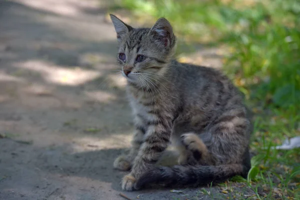 Liten Randig Hemlös Kattunge Gatorna — Stockfoto