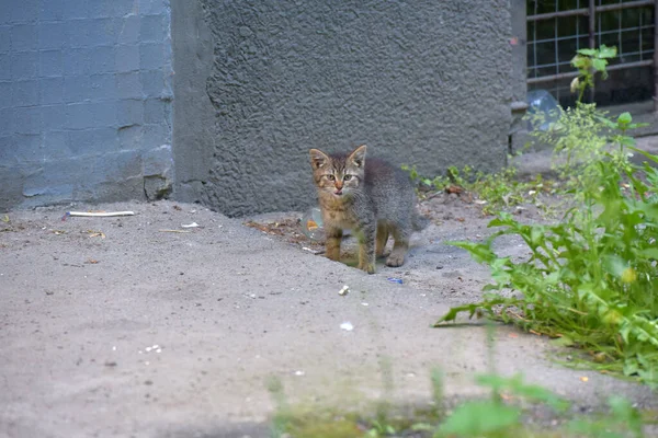 Küçük Çizgili Evsiz Kedi Yavrusu Sokaklarda — Stok fotoğraf
