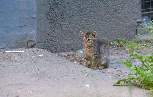 Kleines Gestreiftes Obdachloses Kätzchen Auf Der Straße — Stockfoto