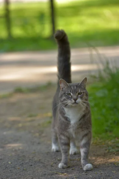 Weiße Und Graue Streunende Katze Auf Der Straße — Stockfoto